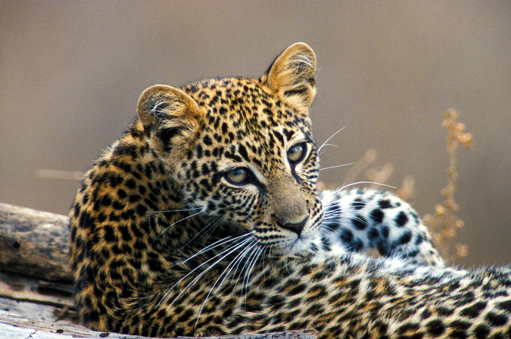 Pilanesberg Game Drive '26
